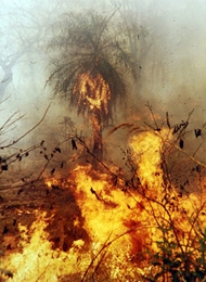 Ministério do Meio Ambiente declara estado de emergência ambiental em MS