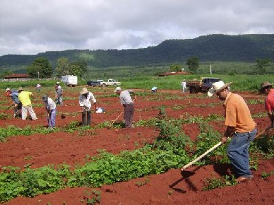 Pequenos agricultores querem mais acesso a terra Pequenos agricultores querem mais acesso a terra