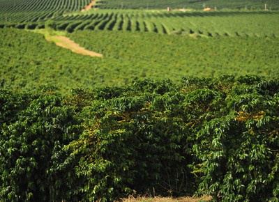 Renda bruta da lavoura deve crescer 2% em 2015 Renda bruta da lavoura deve crescer 2% em 2015