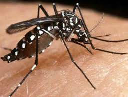 China registra mais de 27 mil casos de dengue