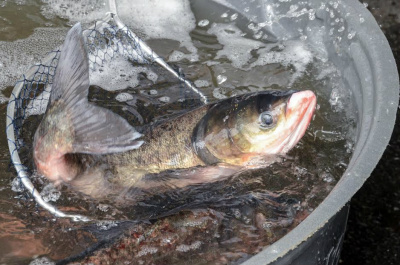 14ª Feira do Peixe será aberta nesta quarta-feira em Amambai A Feira acontece nos dias 12, 13 e 14 de abril / Foto: Assessoria