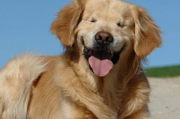 A incrível história do cachorro sem olhos que se tornou um cão terapeuta
