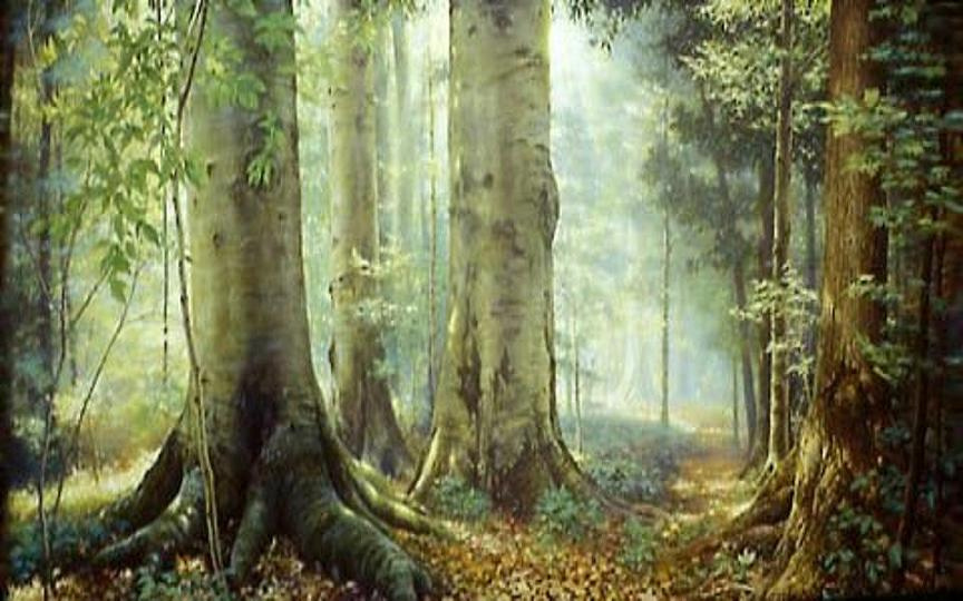 ONGs lançam comitê e abaixo-assinado contra novo Código Florestal Imagem Ilustrativa