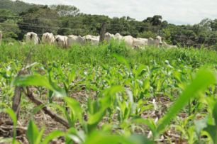 Em todo Mato Grosso do Sul, dos 18 milhões de hectares de pastagens, pelo menos 9 milhões estão degradados