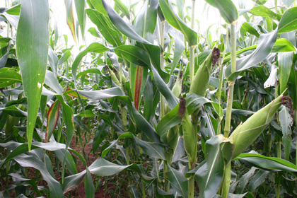 Aprovado zoneamento agrícola para safrinha de milho com braquiária em municípios do Estado