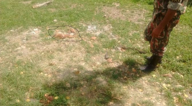 Homem é preso por matar e esquartejar cachorro em Corumbá