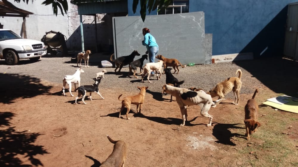 Imagem da Semana: trabalho realizado pela ONG Adote um Campeão de 4 patas Registro feito por um dos voluntários da ONG Adote um Campeão de 4 Patas
