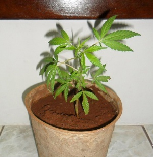 Casal cultiva maconha em vaso em cima da geladeira