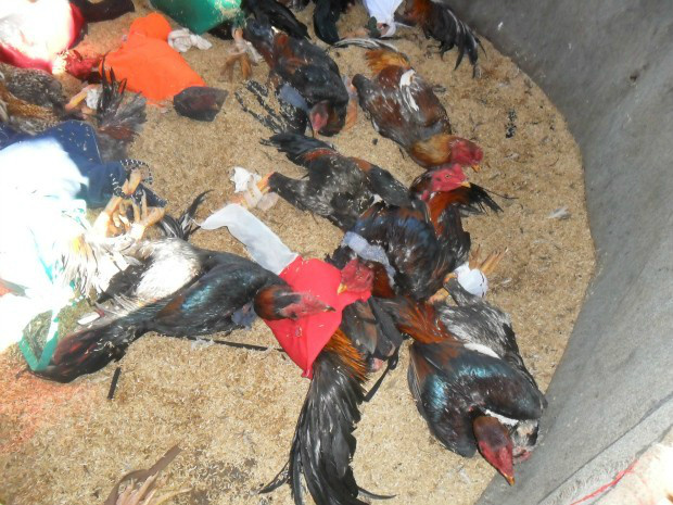 Galos de briga eram mantidos em chácara em Campo Grande (Foto: Divulgação/PM)