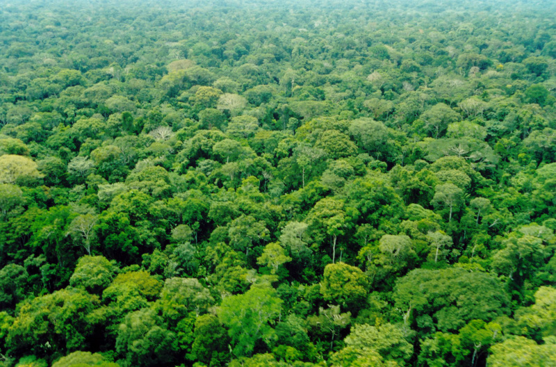 Doadores comprometem US$ 215 milhões para conservação da Amazônia