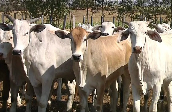 Inflação sobe e preço da carne cai no frigorífico Atualmente de preço está em 12,0%, quatro pontos percentuais acima da inflação / Foto: Divulgação
