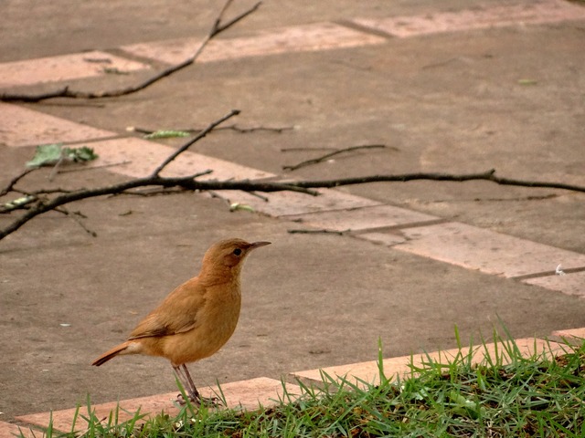 João de Barro / Foto: Moreira Produções 