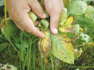 Doenças na soja: período de chuvas exige atenção do produtor