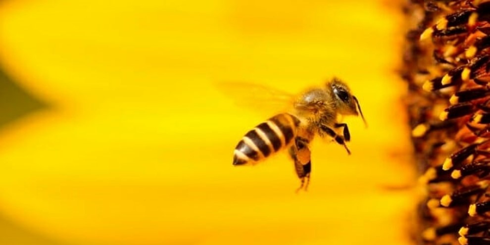 É o fim da picada! Extinção em massa de insetos preocupa pesquisadores Reprodução/Hypeness