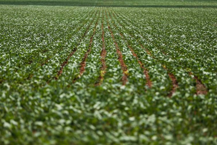 Disputa comercial entre China e EUA pode beneficiar soja brasileira Plantação de soja em Goiás - Marcelo Camargo/Agência Brasil