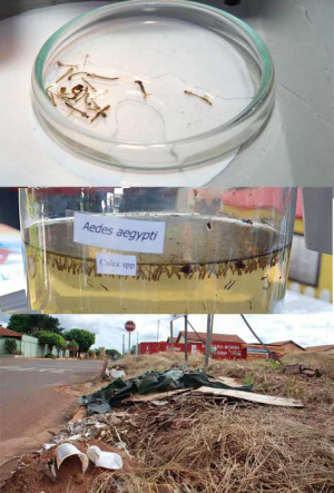 Dengue já matou 22 este ano e contamina 16 pessoas por dia na Capital Dengue já matou 22 este ano e contamina 16 pessoas por dia na Capital