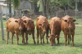 Relação de pecuaristas e distribuidores sofre informalidade, avalia pesquisa Relação de pecuaristas e distribuidores sofre informalidade, avalia pesquisa