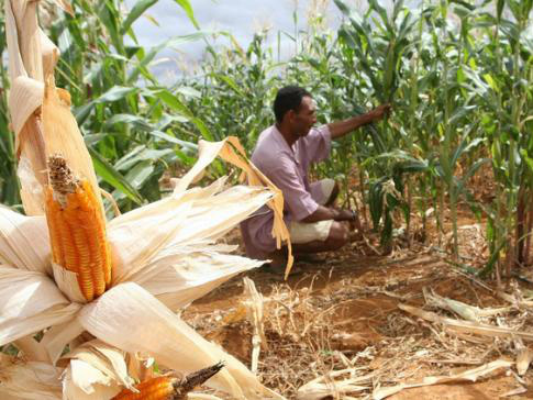 CMN aprova preços mínimos para a safra 2013/2014