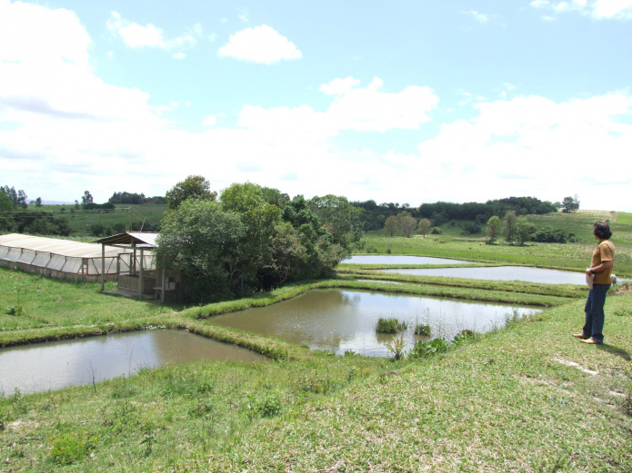 Embrapa cria rede para melhorar cadeia produtiva de criação de rãs no país
