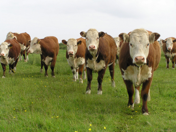 Equilíbrio e qualidade da carne destacam animais da raça hereford Equilíbrio e qualidade da carne destacam animais da raça hereford