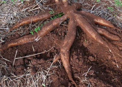 Embrapa desenvolve sua primeira variedade de mandioca para indústria Desde 2007, a Embrapa avaliou mais de dois mil novos clones de mandioca nos estados do Mato Grosso do Sul, Paraná e São PauloFoto: Divulgação