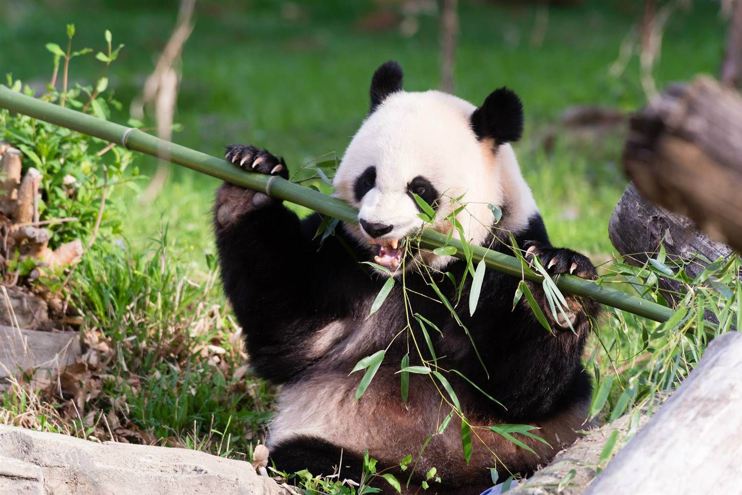Pandas-gigantes deixam 'lista vermelha' de extinção