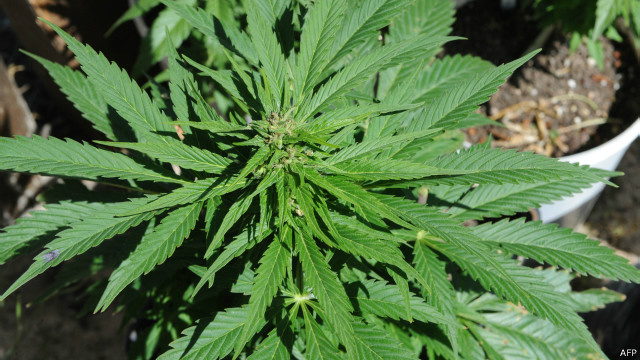 Usuários precisarão ter mais de 18 anos para comprar maconha