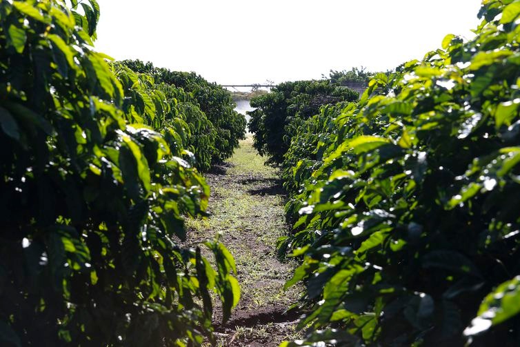 Cafés especiais ampliam mercado dentro e fora do Brasil Café robusta no cerrado é 80% mais produtivo - Valter Campanato / Agência Brasil