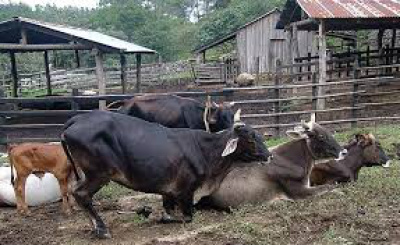 A cedência de um veterinário para realizar a vacinação garante economia aos produtoresFoto: Ilustrativa