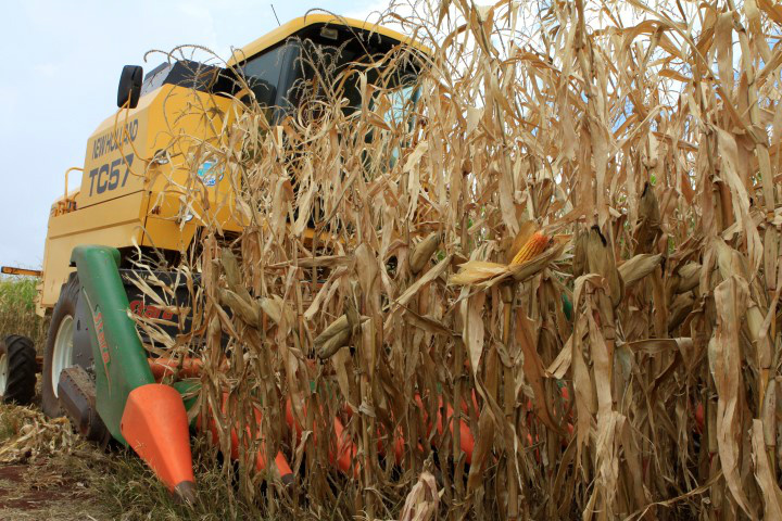 Produtor de MS aumenta uso de recursos próprios para financiar safra Produtor de MS aumenta uso de recursos próprios para financiar safra