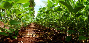Nanotecnologia impõe novos desafios à pesquisa agropecuária Foto: Divulgação