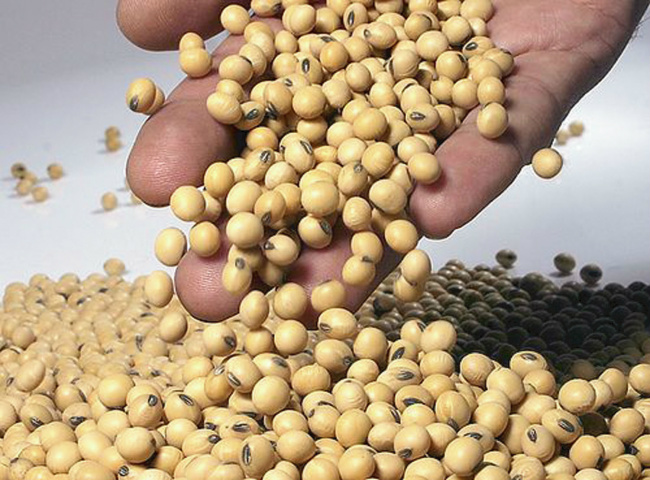 Produtores de soja do Brasil seguram vendas Foto: Divulgação