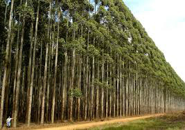 Silvicultura cresce no Mato Grosso do Sul