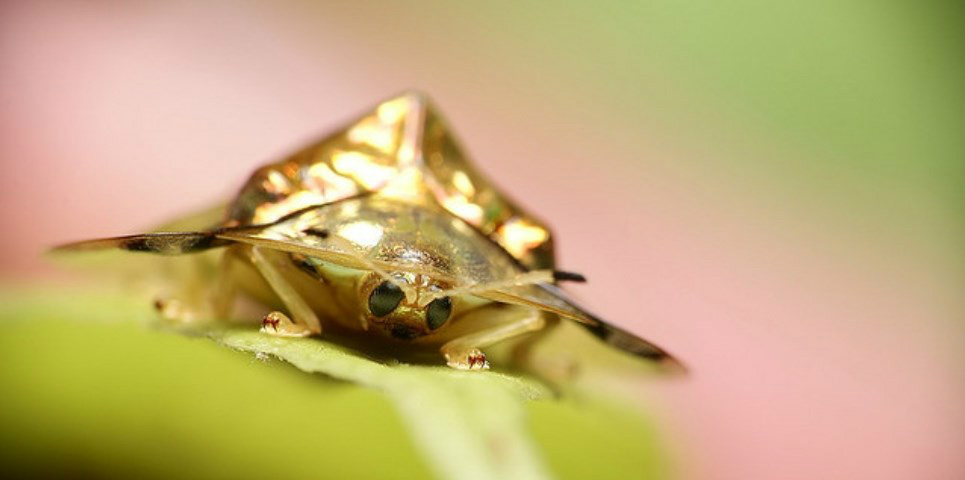 Besouro de ouro: confira um dos insetos mais belos do mundo Foto: Divulgação