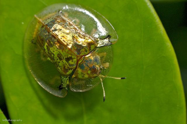 Besouro de ouro: confira um dos insetos mais belos do mundo Foto: Divulgação