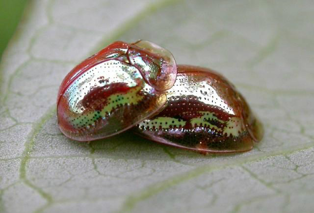 Besouro de ouro: confira um dos insetos mais belos do mundo Foto: Divulgação