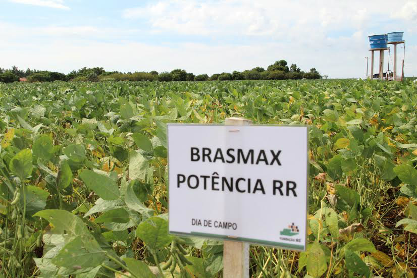 Brasmax Potência RR é uma das variedades de soja plantadas no Campo Experimental de Amambai.