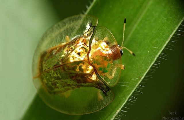 Besouro de ouro: confira um dos insetos mais belos do mundo Foto: Divulgação