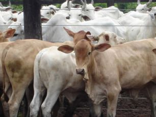 Pesquisadores afirmam que senepol se destaca pela qualidade da carne. Raça surgiu no Caribe e se adapta ao calor típico do clima tropical.