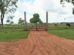 Fazenda é interditada por agência sanitária em MS e gado ilegal abatido