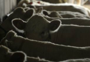 Valor do sebo (18kg) equivale a 2,1% do valor do boi gordo