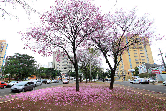 Governo investirá R$ 7,9 milhões na restauração asfáltica da avenida Afonso Pena Governo investirá R$ 7,9 milhões na restauração asfáltica da avenida Afonso Pena