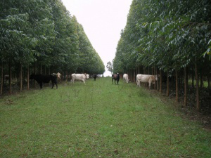 Produtores rurais têm condições especiais no Programa Refis
