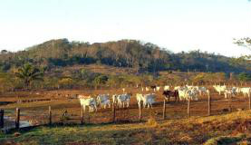 Agricultura publica normas para registro genealógico de animais Agricultura publica normas para registro genealógico de animais