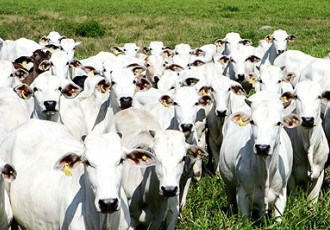 Preços do boi gordo caem 1,36% esta semana puxados pela baixa demanda