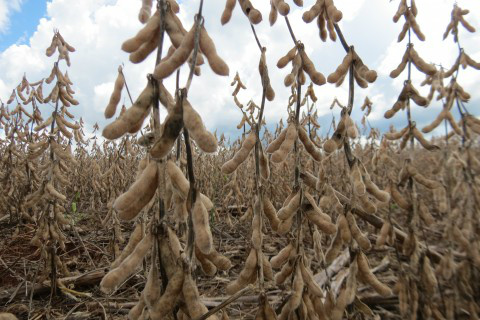 Apesar do clima, produção de soja de MS cresce em relação a 2013