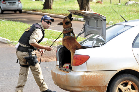 Cães treinados auxiliam os policiais nas buscas por drogas escondidas em compartimentos secretos.