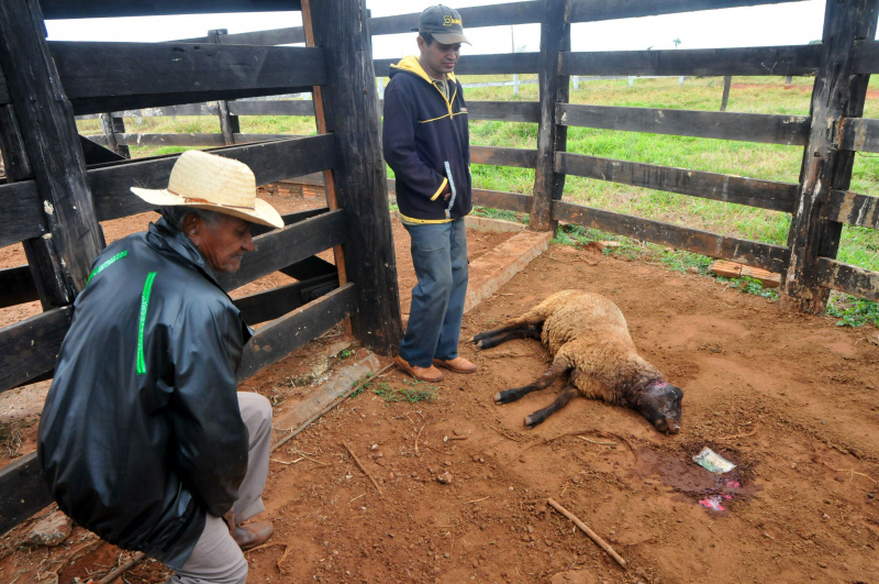 Foto: Valdenir Rezende/Correio do EstadoTrabalhadores observam uma das quatro ovelhas mortas dentro do mangueiro