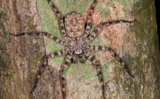 Essa espécie de aranha é capaz de realizar pequenos voos Essa espécie de aranha é capaz de realizar pequenos voos
