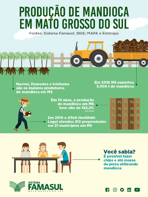 Caminho da Mandioca: do campo à agroindústria, cultivo se potencializa em MS Foto: Divulgação